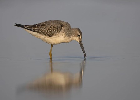 Stilt Sandpiper (Calidris himantopus), Ohio, USA