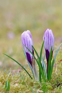 Blue and white crocus (Crocus neapolitanus), closed flowers, close-up, inflorescence, early