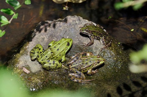 Pond frogs (Pelophylax esculentus, Rana esculenta) sitting on a stone, North Rhine-Westphalia,