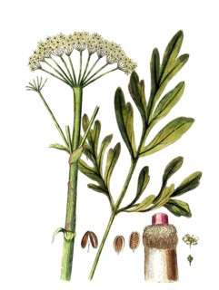 Ferula assa foetida, Asant, also known as Stinkasant or Devil's Dirt, digital reproduction of a