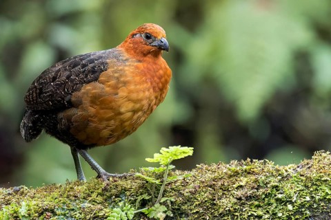Chestnut Wood-quail (Odontophorus hyperythrus) perched on a branch in Colombia, South America
