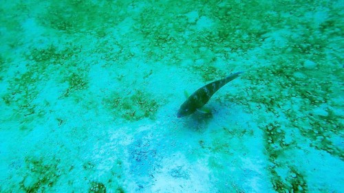 Blue-striped surgeonfish (Acanthurus lineatus), Galapagos, Ecuador