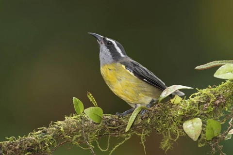 Bananaquit (Coereba flaveola), Costa Rica