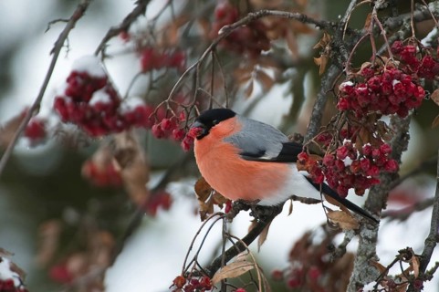 Eurasian Bullfinch (Pyrrhula pyrrhula) male, Switzerland