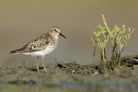 Least Sandpiper (Calidris minutilla), Texas, USA
