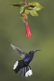 Violet Sabrewing (Campylopterus hemileucurus) male flying, Bosque de Paz, Costa Rica