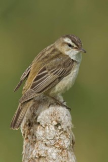 Sedge Warbler (Acrocephalus schoenobaenus), Wales, United Kingdom