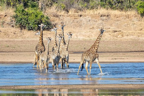 Thornicroft's Giraffe (Giraffa camelopardalis thornicrofti) crossing Luangwa River Zambia August