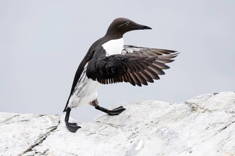 Guillemot (Uria aalge), adult bird walking with outstretched wings on stone slab, Hornøya Island,