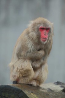 Japanese macaque (Macaca fuscata) with folded arms, captive