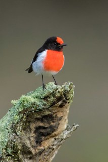 Red-capped Robin (Petroica goodenovii) perched on an old lichen covered tree stump, Victoria,