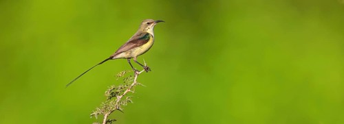 Green-breasted Sunbird, Green-throated Sunbird, Hedydipna platura, Anthodiaeta platura, (Anthreptes