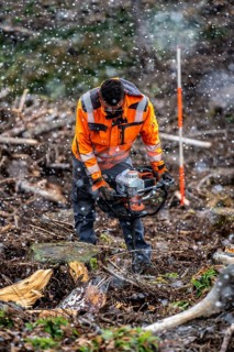 Reforestation in the Arnsberg Forest near Warstein-Sichtigvor, Soest district, forestry workers