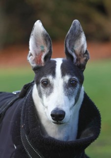Greyhound (Canis lupus familaris), male dog 10 years, portrait, in the countryside, North