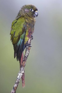 Maroon-bellied Parakeet (Pyrrhura frontalis), Bahia, Brazil