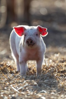 Domestic pig (Sus scrofa domesticus) juvenile baby piglet farm animal in a field in summer,