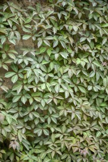 Wild vine (Parthenocissus henryana), Knighthayes Court, Tiverton, England, Great Britain