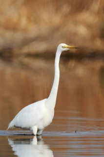 Great White Egret (Ardea alba) standing in the water, North Rhine-Westphalia, Germany