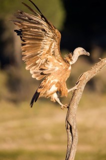Griffon Vulture (Gyps fulvus) climbing up old branch, Andalusia, Spain