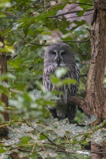 One great grey owl (Strix nebulosa) sitting on a branch of a tree, hidden by green leaves