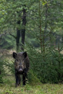 In search of acorns, the wild boar (Sus scrofa) keeps an eye on its surroundings, fattening year,