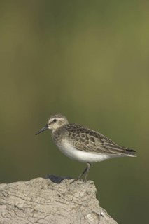 Semipalmated Sandpiper (Calidris pusilla), Ontario, Canada