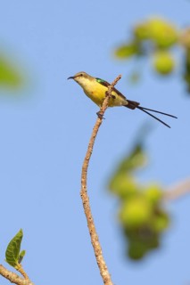 Green-breasted Sunbird, Green-throated Sunbird, Hedydipna platura, Anthodiaeta platura, (Anthreptes