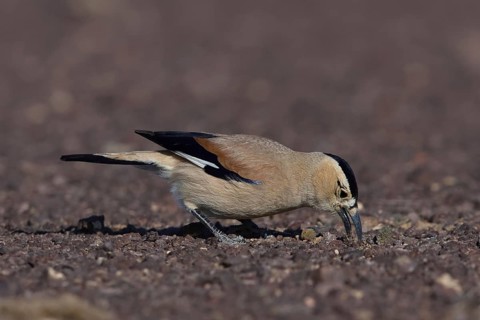Pander's Ground Jay (Podoces panderi), Oemnoe Gobi, Mongolia