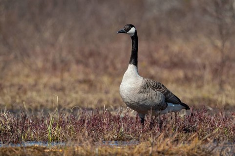 Canada goose (Branta canadensis) at a lake, Fågelsjö, Gävleborgs län, Sweden