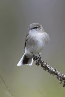 Jacky Winter (Microeca fascinans), Victoria, Australia