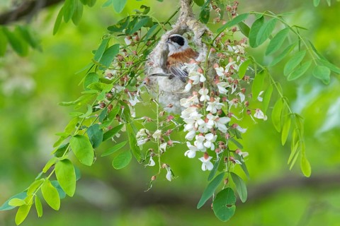 Penduline Tit, (Remiz pendulinus), Rémiz penduline, animals, birds, tits, family of Penduline Tits,