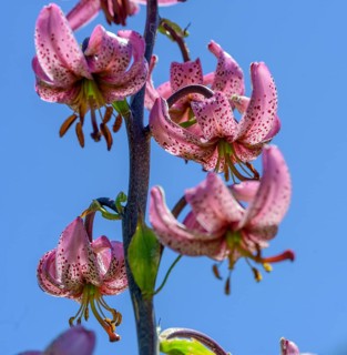 Lilium martagon in front of a blue sky, Entraunes, Département Alpes-Maritimes, France