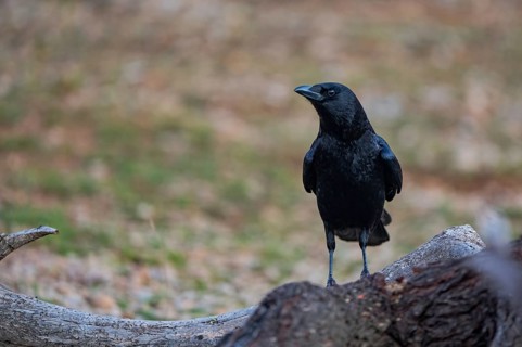 A striking black Carrion crow stands on a rugged log, its glossy feathers contrasting against the