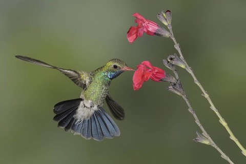 Broad-billed Hummingbird (Cynanthus latirostris), Arizona, USA