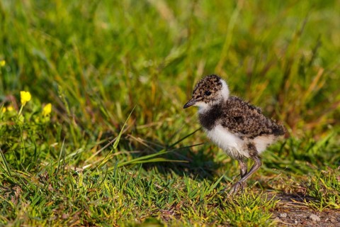 Northern Lapwing (Vanellus vanellus) chick, Netherlands