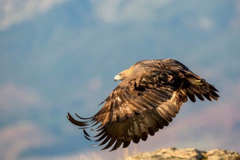 Golden Eagle (Aquila chrysaetos) flying, Madrid, Spain