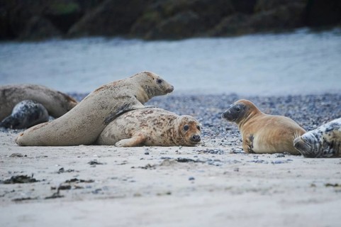 Grey seal (Halichoerus grypus) playing with each other on the beach, Düne, Helgoland,