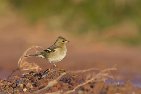 Chaffinch - Buchfink - Fringilla coelebs ssp. coelebs, Germany, 1st cy female