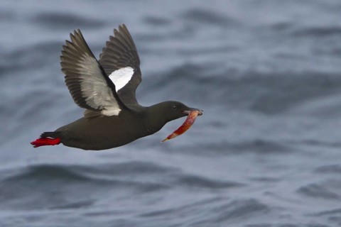 Black Guillemot (Cepphus grylle), Newfoundland, Canada