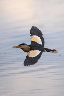 Little Bittern (Ixobrychus minutus) male flying, Baden-Wuerttemberg, Germany