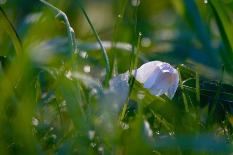 Wood anemones with dew on spring morning, Germany