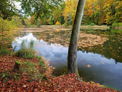 Egelsee in autumn-colored surroundings, Bergdietikon, Canton of Aargau, Switzerland