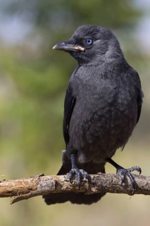Western Jackdaw (Coloeus monedula), Castile-La Mancha, Spain
