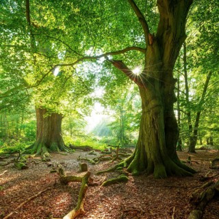 Huge old beech and oak trees with moss-covered roots in a former hut forest, the sun shines through
