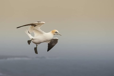 Northern Gannet (Morus bassanus) flying, Schleswig-Holstein, Germany