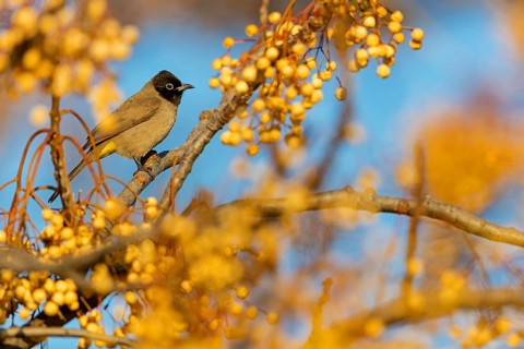 Gelbsteißbülbül, Yellow-vented Bulbul, White-eyed Bulbul, White-spectacled Bulbul, Pycnonotus