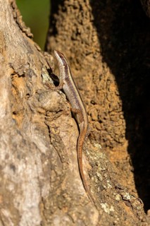 African Striped Skink, Striped Mabuye, (Trachylepis striata), lizard, lizards, reptiles, reptile,