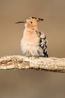 Eurasian Hoopoe (Upupa epops), Castile-La Mancha, Spain