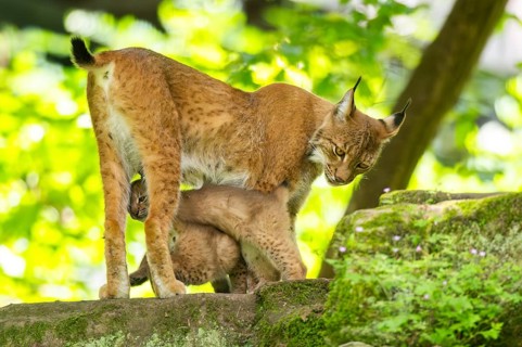 Eurasian lynx (Lynx lynx) mother with her youngsters (cubs) in a forest, Bavaria, Germany