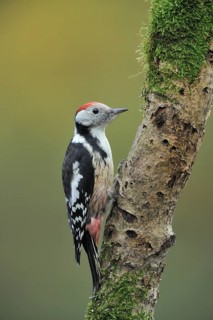 Middle Spotted Woodpecker (Dendrocoptes medius), North Rhine-Westphalia, Germany